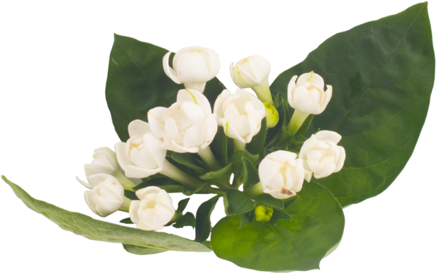 Lanxel-flower - Portable Network Graphics (1000x515)