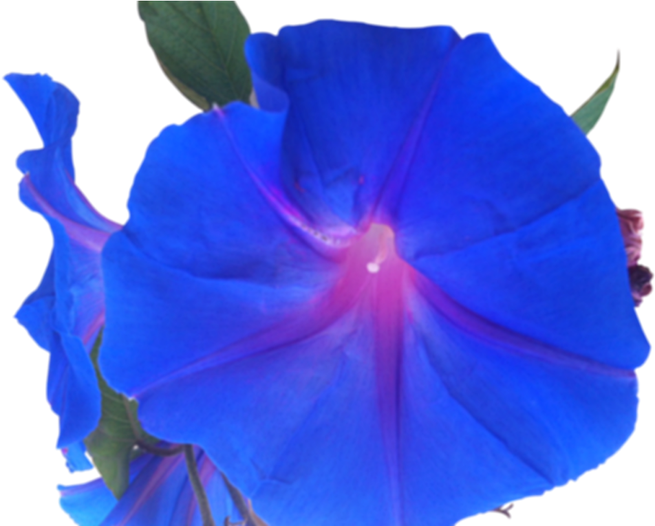 Beach Moonflower (1024x764)