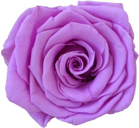Orchid - Floribunda (480x480)