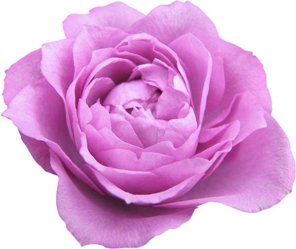 Fleurs - Stock Photography (600x504)