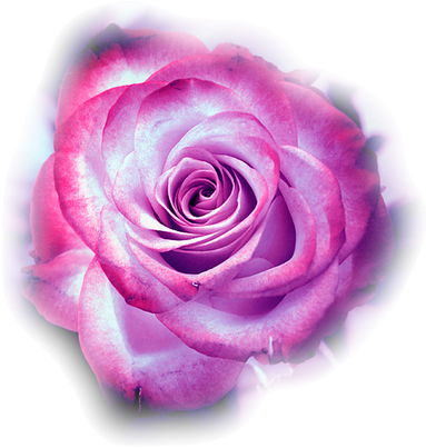 Imagens Rosa Pink (413x500)