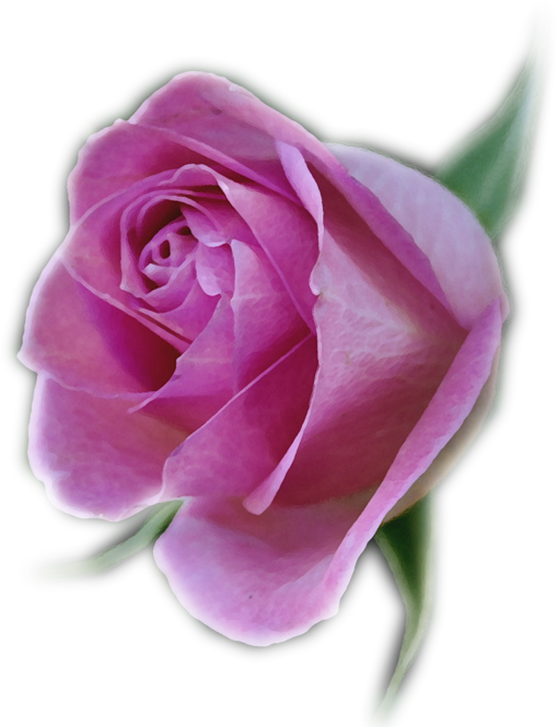 Floribunda (800x1045)