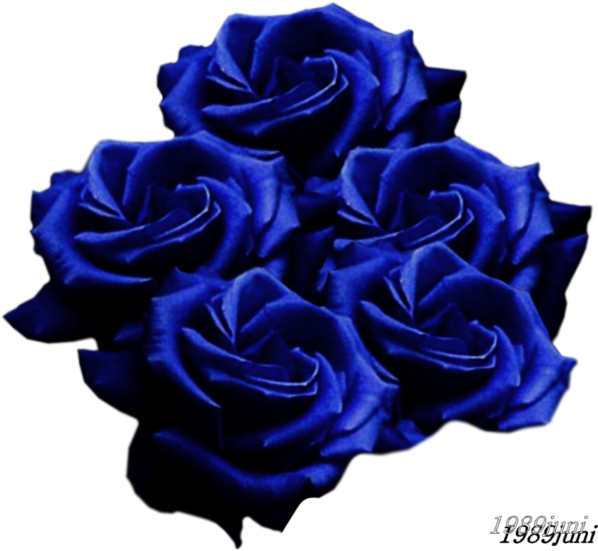 Blue Roses - Black Rose (900x814)