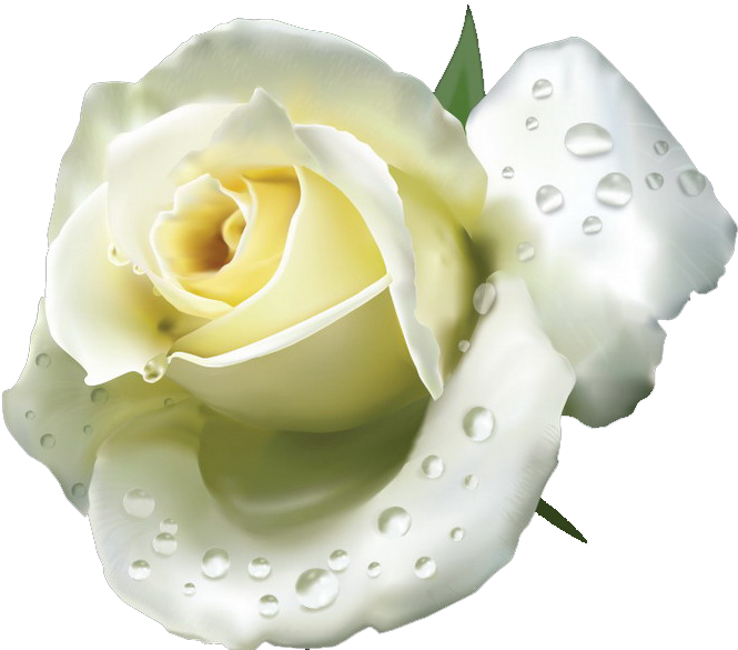 White Roses - White Rose (800x594)