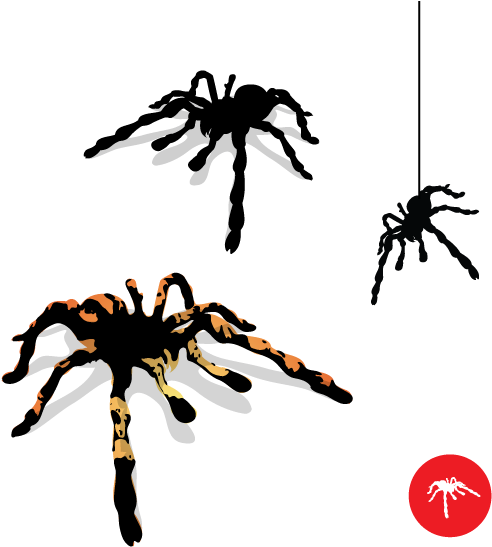 Tarantula Spider Vector - Spider Vector (556x556)