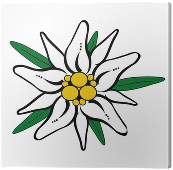Edelweiss Drawing (400x400)