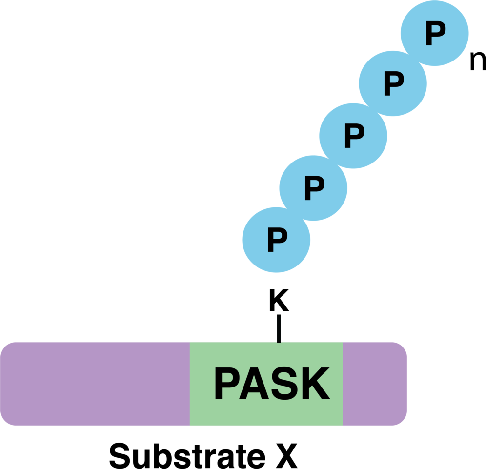 Substrate X Polyphosphorylation - Downey (1000x992)