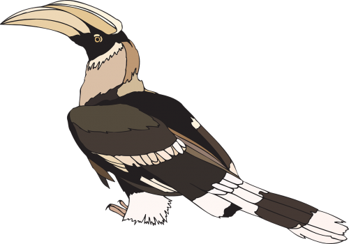 Hornbill Clipart (500x350)