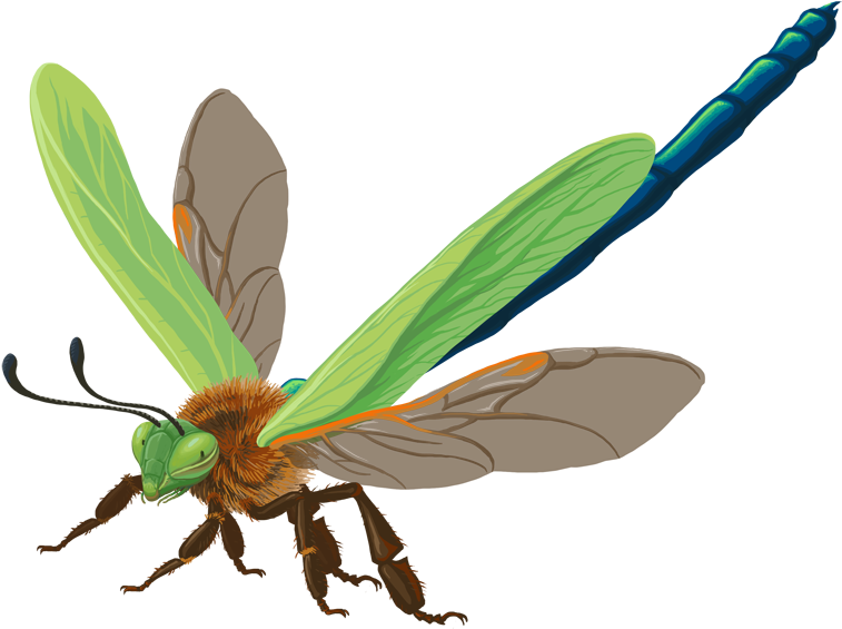 Insect (817x599)