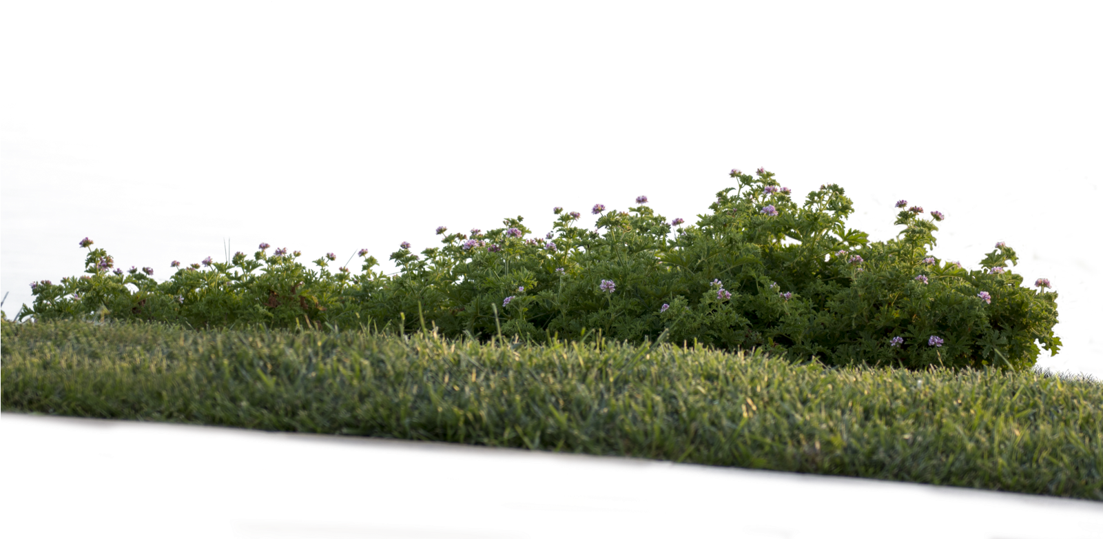 2 Png - Shrub (1600x1198)