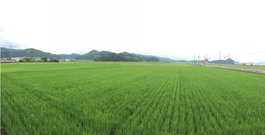 1 - Field (900x900)