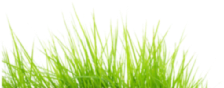 Digital Content Is Here - Sweet Grass (770x299)