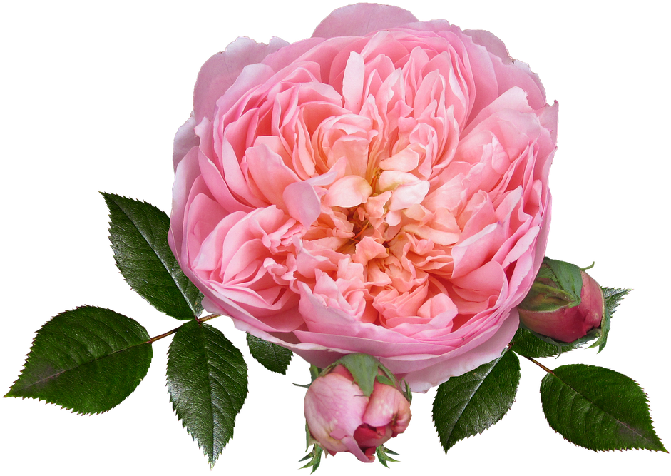 Flower (960x678)