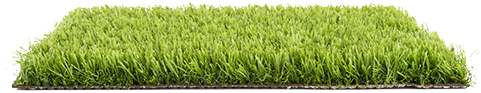 Mentha2 Turfgrass Psh - Lawn (480x350)