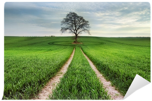 Field (400x400)