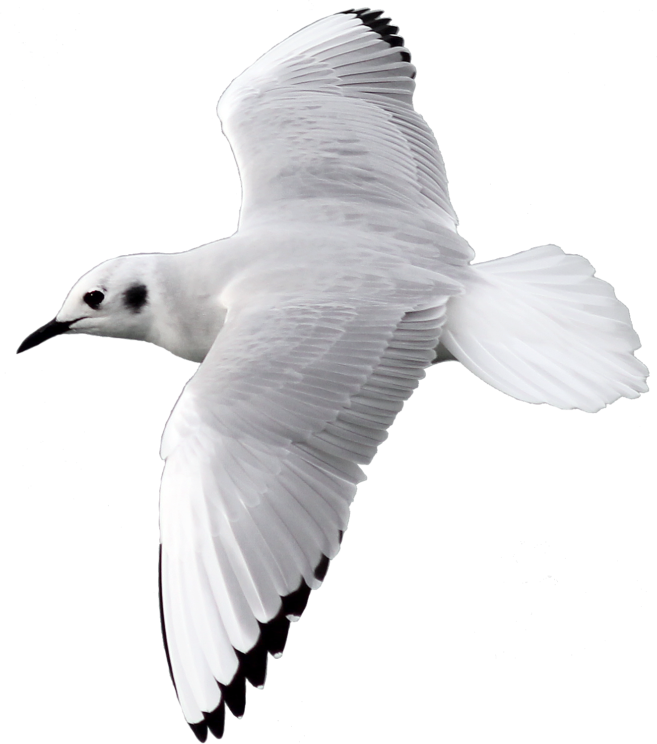 Download Png Image Report - Transparency (1326x1533)