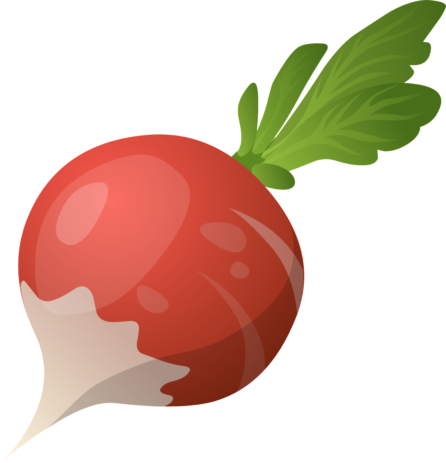 Beet Png - Radish Transparent (1560x1619)