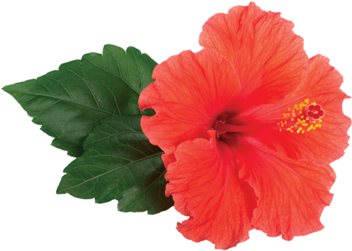 Hibyscus Png (500x500)