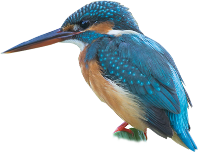 Common Kingfisher - Coraciiformes (400x400)