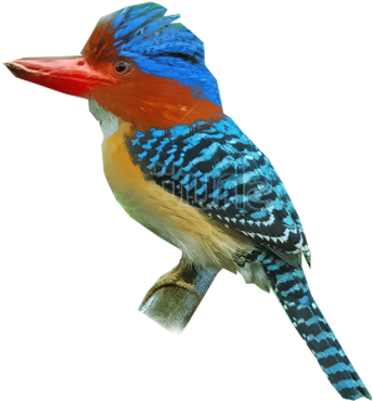 Banded Kingfisher - Coraciiformes (400x400)