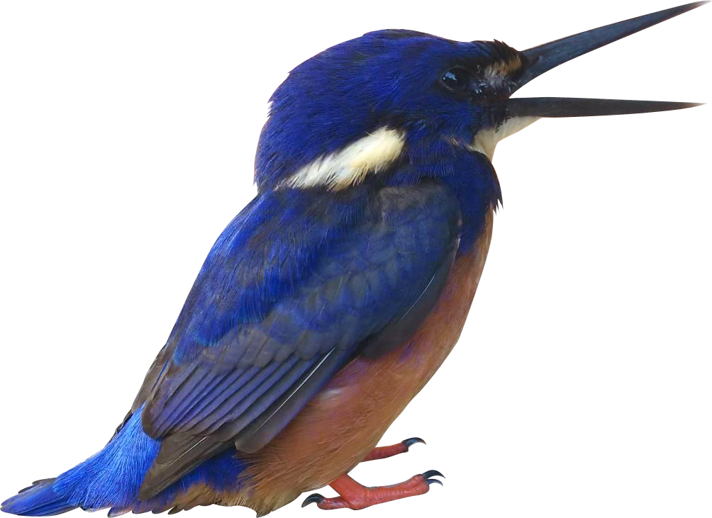Blue Kingfisher - Common Kingfisher (1004x731)