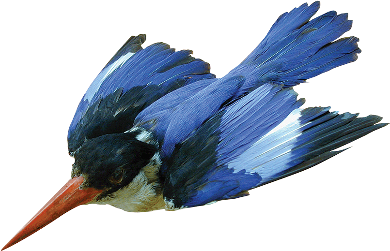 Halcyon Cloud - Kingfisher (895x671)
