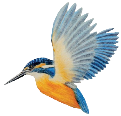 Kingfisher-big - Coraciiformes (405x391)