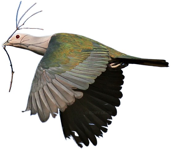 Kingfisher Clipart Free - Ruby Crowned Kinglet (698x570)