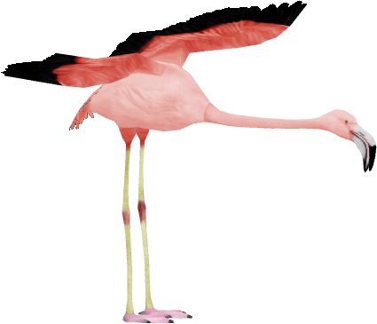 Chilean Flamingo 2 - Wiki (580x441)
