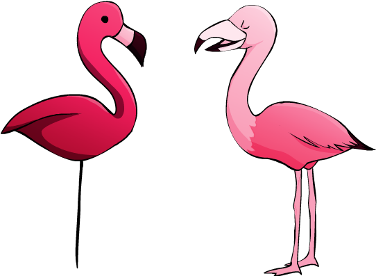 Flamingos - Greater Flamingo (578x432)