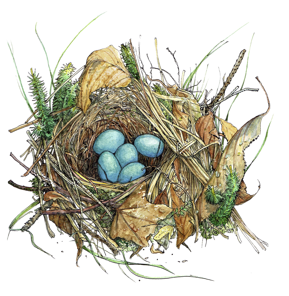 Hermitthrushnest - Nest (1000x1024)