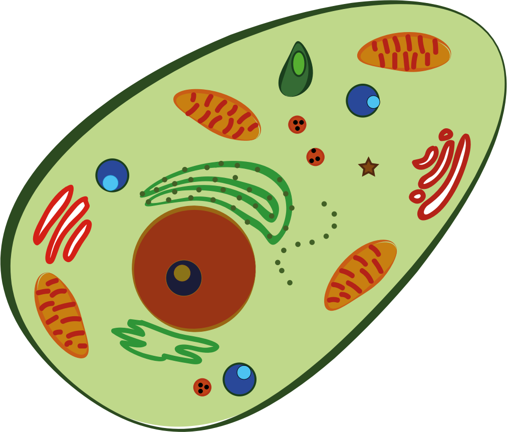 Big Image - Human Cell Clipart (1012x862)