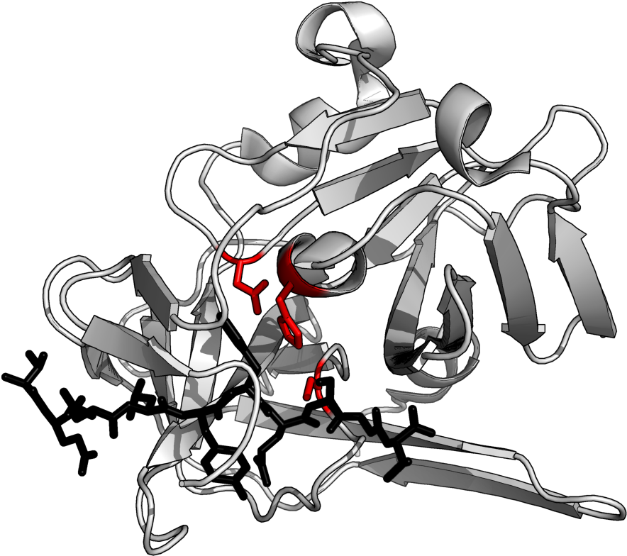 Acid Protease (914x802)