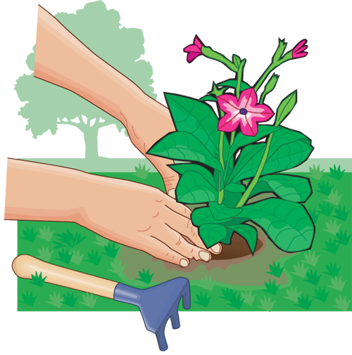 Extraer Planta - Drawing (500x505)