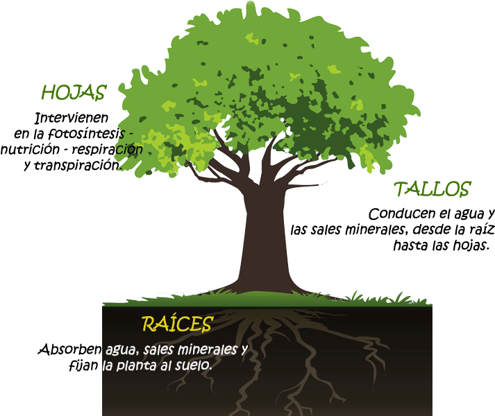 Partes De La Planta - Plants (800x600)
