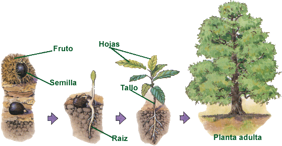 Desarrollo De Una Planta (563x291)