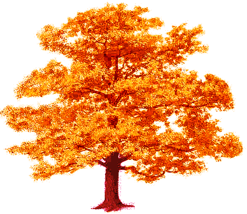 Tree Fall Leaves Dar - Oak Tree Clip Art (500x432)