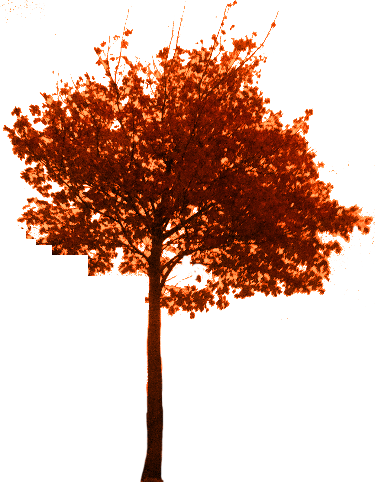 Uncategorized - New Mexico Maple (1257x1595)
