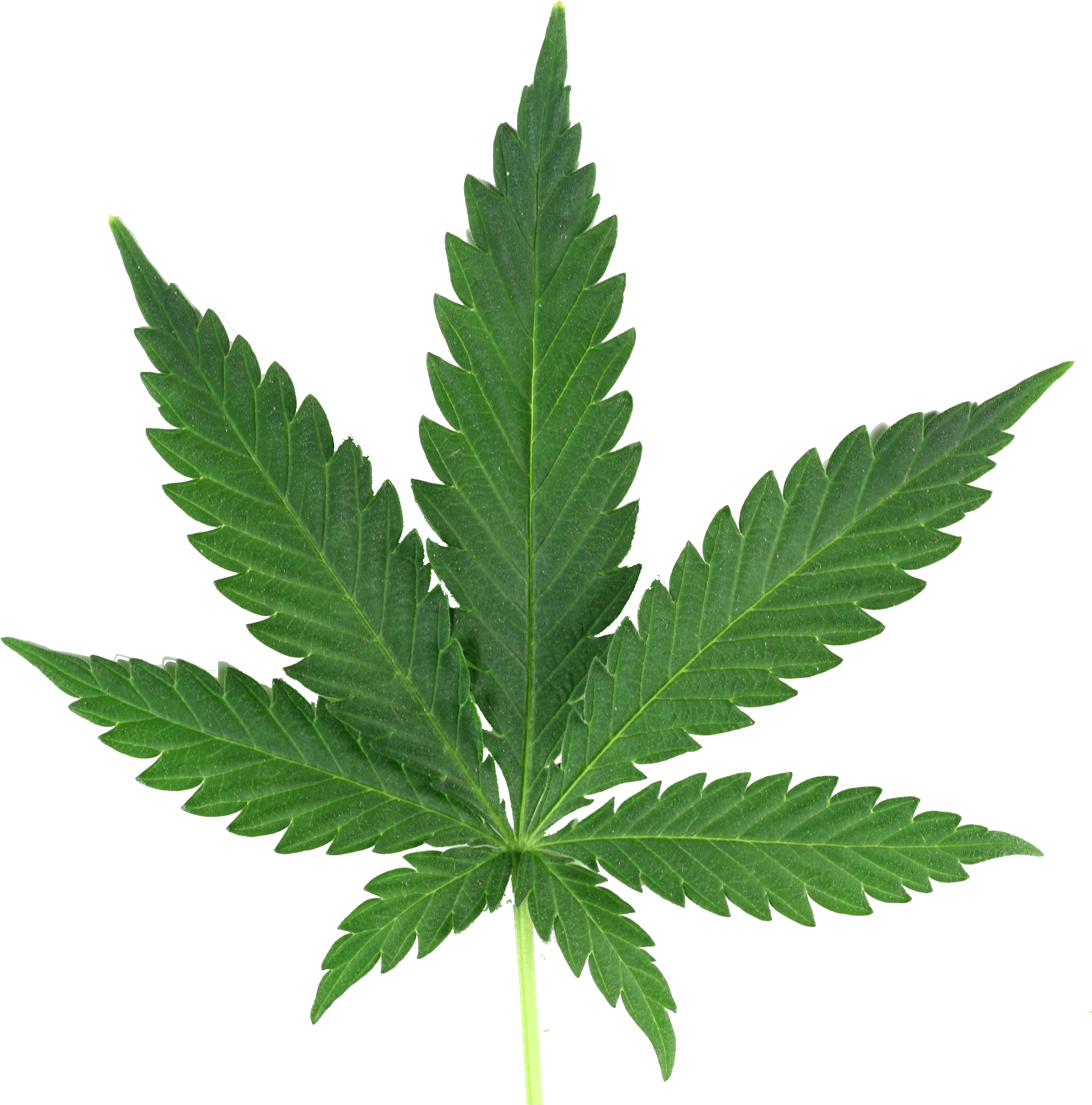Weed Leaf - Cannabis Png (2544x2544)