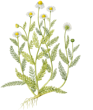 Roman Chamomile - Chamomile (500x388)