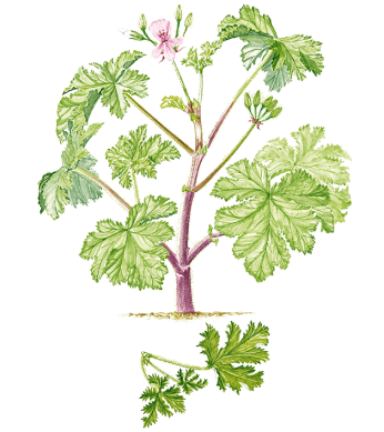 Scented Geranium - Geranium Bourbbon Feuilles (500x388)