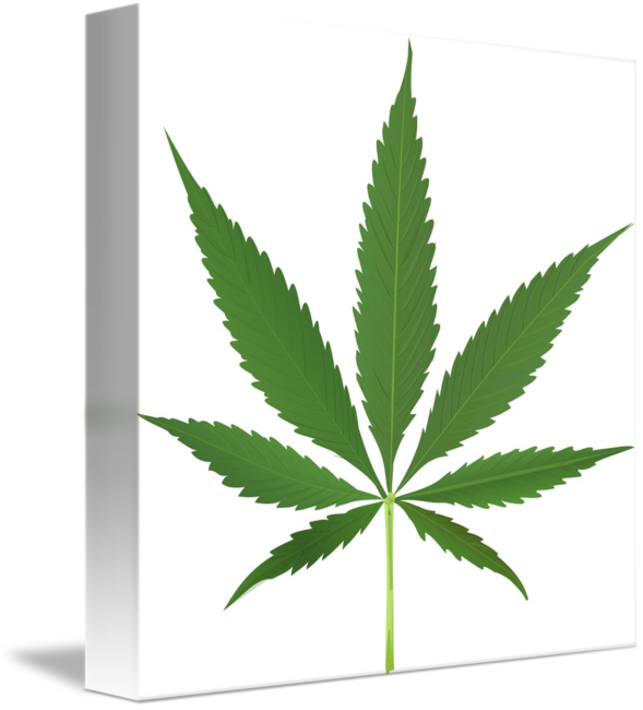 Pot Leaf (589x650)