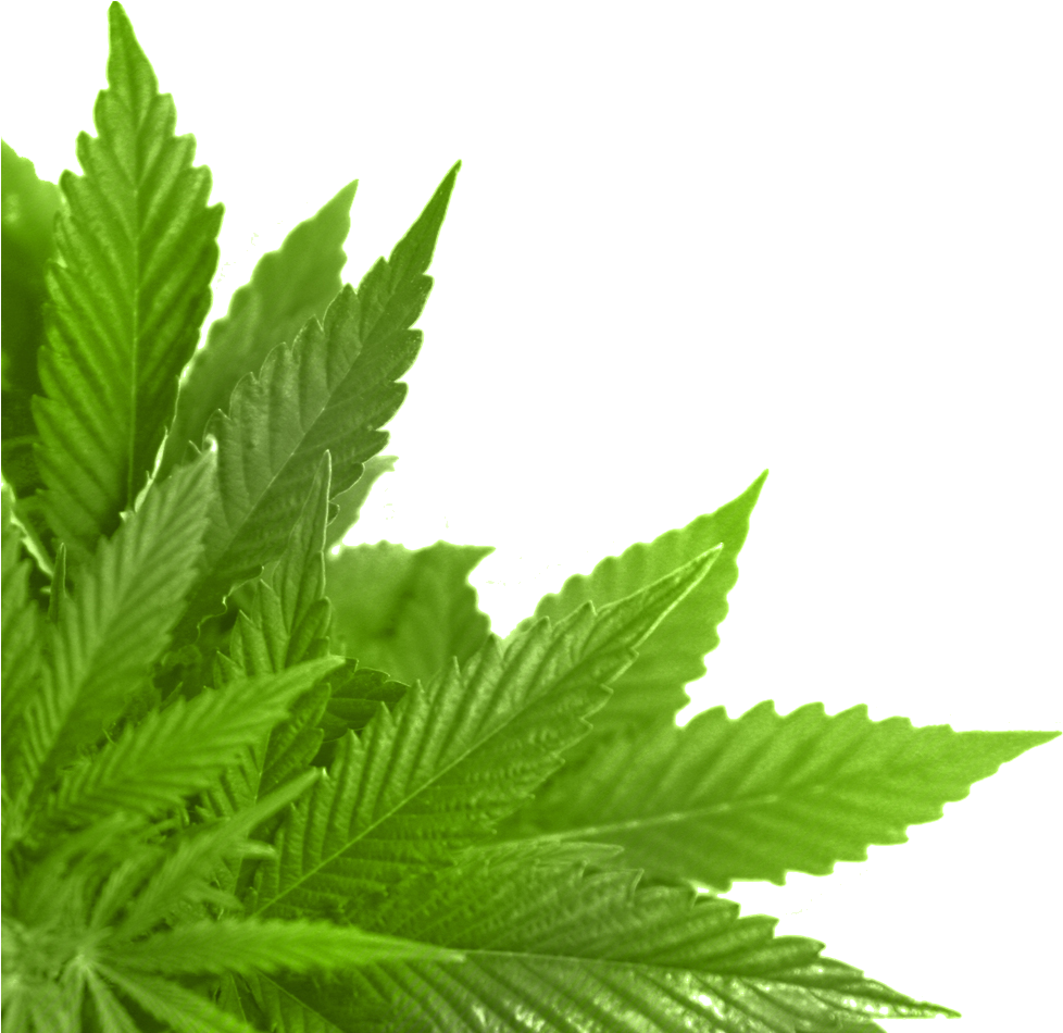 Зеленые Листья Конопли, Конопля, Зеленый Лист, Марихуана, - Leaf Png (1084x975)