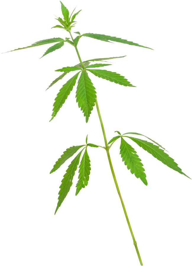 Cannabis (719x1000)