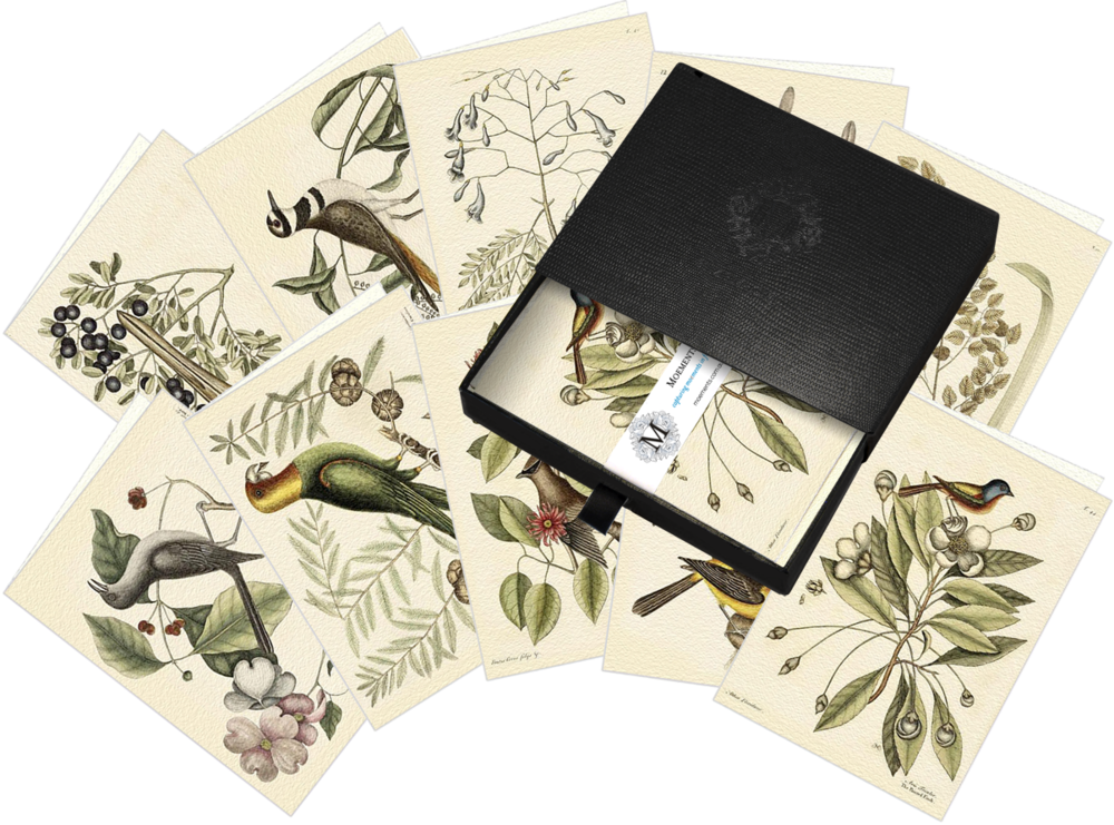 Capturing Moements With Mark Catesby - Supplier Generic Mockingbird Canvas Art - Mark Catesby (1000x741)