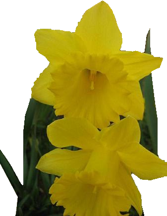 Narcissus (337x436)