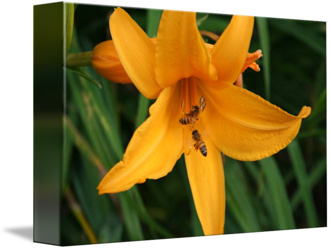 Lily (650x489)