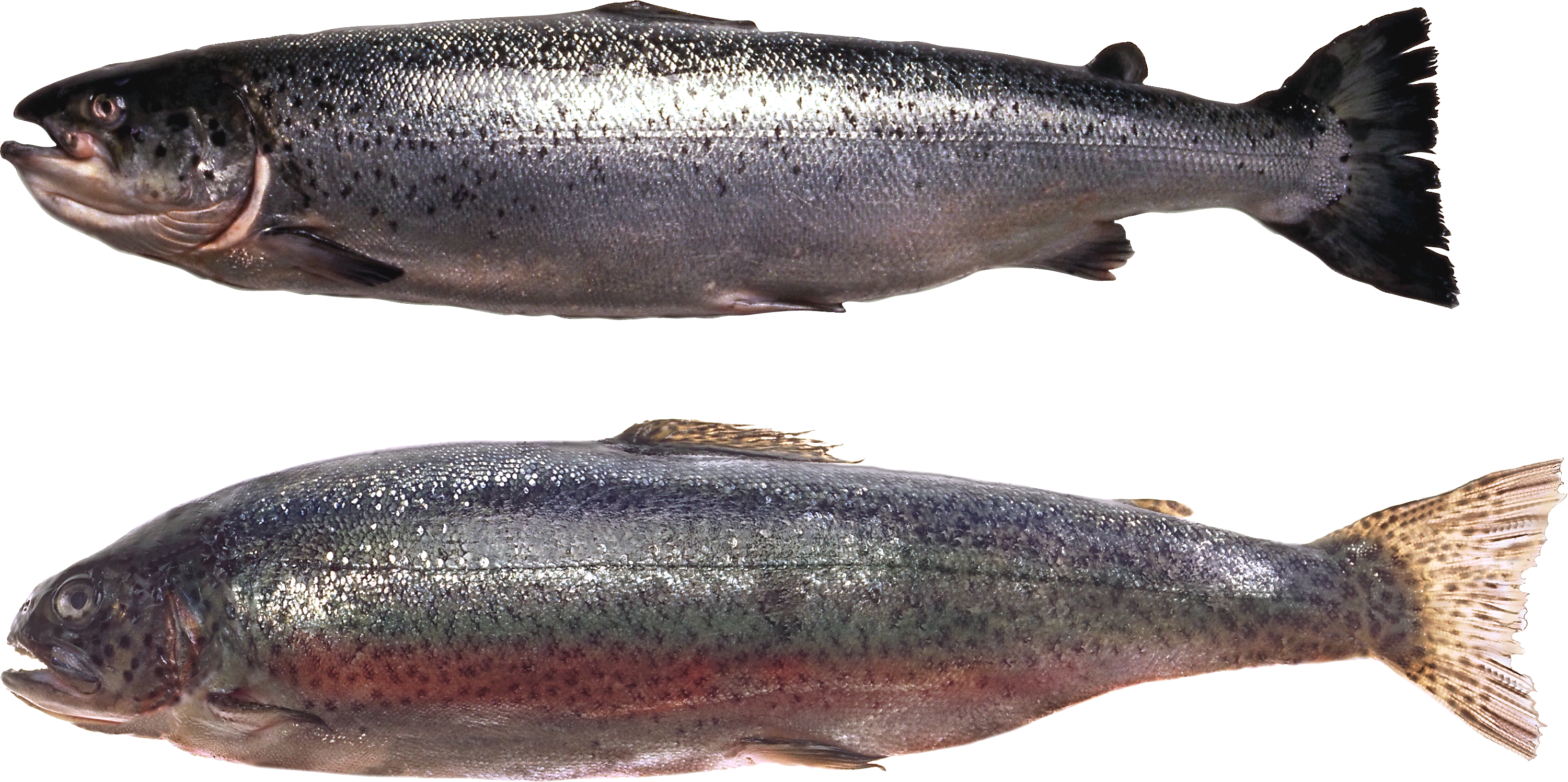 Download - Fish (3000x1496)
