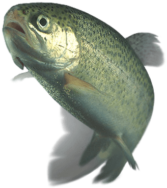 Trout - Trout Transparent Background (400x400)