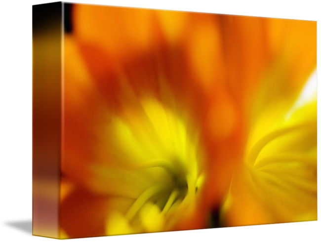 Close-up (650x490)